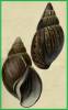 Achatina dohrniana