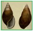 Achatina bandeirana