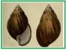 Achatina bayoniana