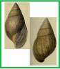 Achatina tavaresiana