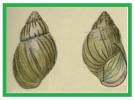 Achatina dammarensis