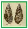 Leptocalina zebriolata