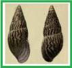 Leptocalina colubrina