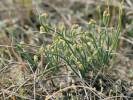Ephedra distachya