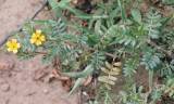Tribulus terrestris - kotvičník zemní