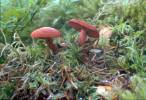 Cortinarius sanguineus - Bloodred Webcap