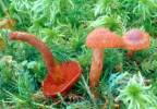 Cortinarius sanguineus - Bloodred Webcap