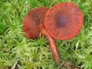 Cortinarius sanguineus - Bloodred Webcap