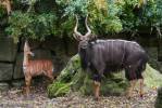 Tragelaphus angasii - nyala nížinná