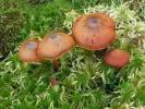 Cortinarius sanguineus - Bloodred Webcap