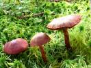 Cortinarius sanguineus - Bloodred Webcap