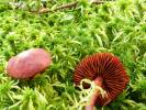 Cortinarius sanguineus - Bloodred Webcap