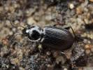 Agonum emarginatum