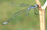 Lestes sponsa - šídlatka páskovaná