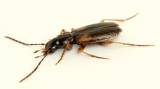 Badister sodalis