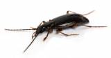 Badister collaris