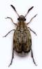 Acanthoscelides pallidipennis - zrnokaz netvařcový