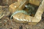 Varanus indicus - Mangrove Monitor