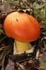 60462 - Amanita caesarea