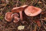 Hygrophorus capreolarius
