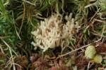 Clavulinopsis subarctica