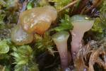 360966 - Ascocoryne turficola
