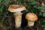 Catathelasma imperiale