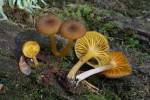 Chrysomphalina chrysophylla