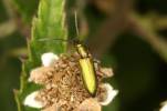 Chrysanthia geniculata geniculata