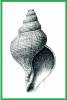 Neptunea insularis