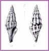 Drillia rubrozonata