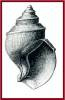 Ancistrolepis magnum
