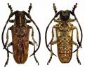 Synhomelix annulicornis