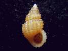 Alvania hispidula
