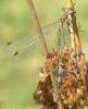 Lestes sponsa - šídlatka páskovaná