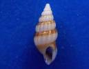 Rissoa similis f. rubrocincta