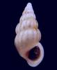 Rissoa similis