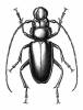 Notophysis laevis