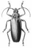 Anomotoma wilwerthi