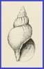 Buccinum acutispiratum