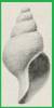 Colus dimidiatus