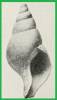 Colus halimeris