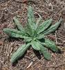 Echium vulgare - hadinec obecný