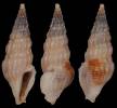 Calliclava tobagoensis