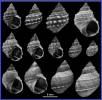 Echinolittorina biangulata