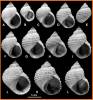 Echinolittorina millegrana