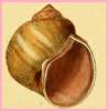 Euspira heros
