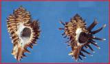Homalocantha oxyacantha