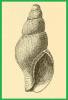 Anomalisipho martensi