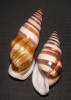 Amphidromus chrisabbasi